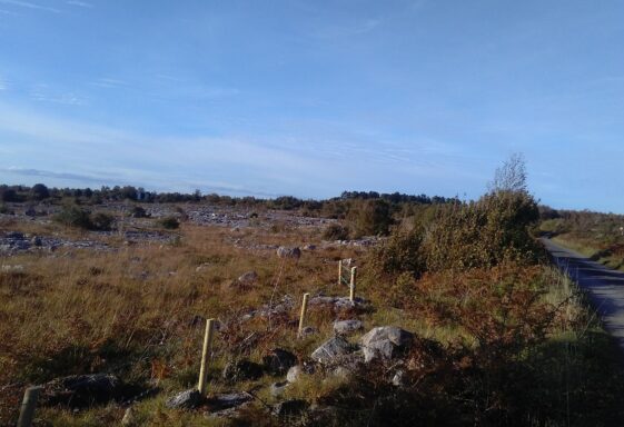Moycullen's Mini Burren