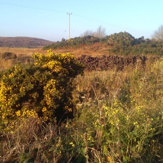 2015-11-02 15.45.02.1 Bogs on Moycullen to Spiddal Road | Photo Credit Hazel Morrison