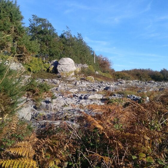 mine Relief Wall in background on Moycullen's Golden Mile at Rocks Road. | Photo Credit Hazel Morrison