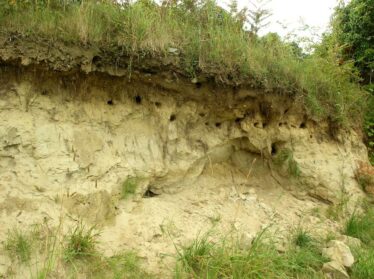 Thick layers of fine yellow silts exposed in an esker cutaway provide an ideal habitat for sandmartins to build nest holes. The road is just above the grass overlyng the silt layers.