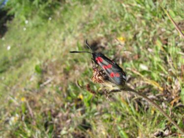 Six spot burnet moth on the esker near the Ower junction
