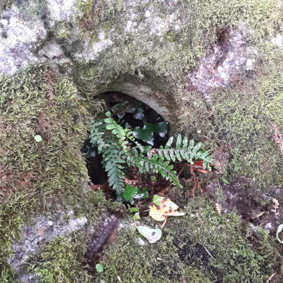 20170820_113028 Killagoola Loop Walk Photo Album