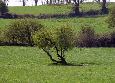 Fairy Bush | ©MHS