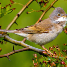 Bird 4 Birds and animals of our area