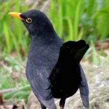 Blackbird Another bird here is the common Blackbird