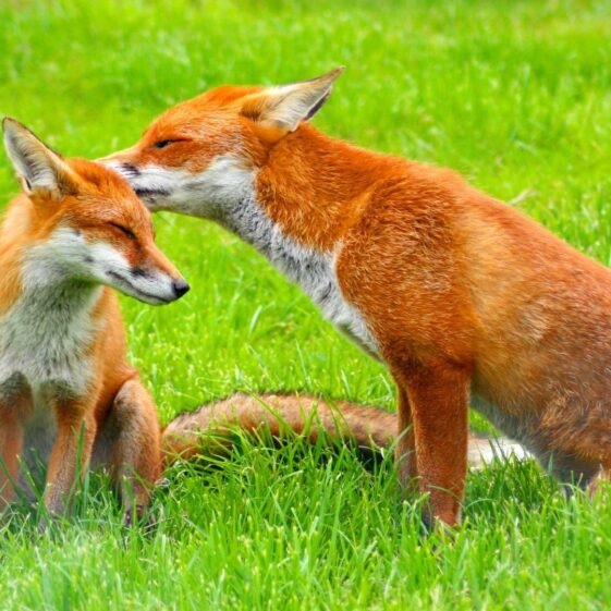 Fox The Fox