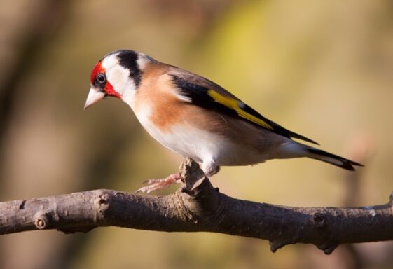 Birds and animals of our area