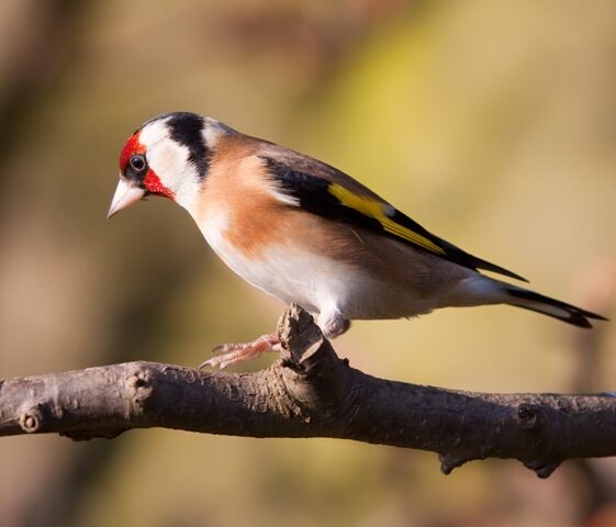 Goldfinch 2 Goldfinch