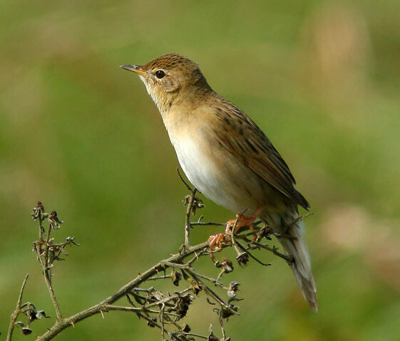 Grasshopper Warbler Grasshopper Warbler