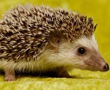 Hedgehog Hedgehog