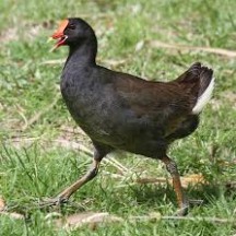 Moor Hen Moor Hen