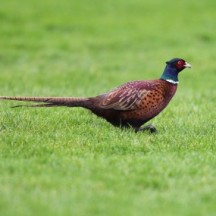 Pheasant There are many nests of Pheasants in the meadow lands in Skehana