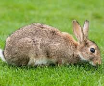 Rabbitt Rabbitt
