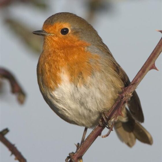 Robin Robin