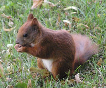 OLYMPUS DIGITAL CAMERA Squirrel