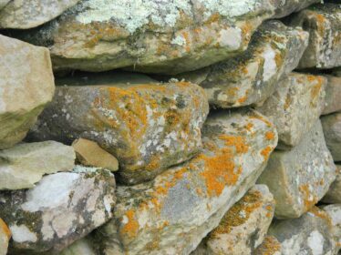 A stone wall on which lichen is thriving. Where you have lichen such as this the air contains little or no pollution. | © Gerry Costello