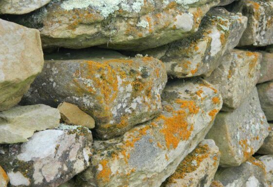 Lichen