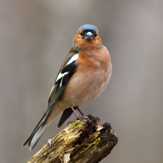 chaffinch Chaffinch