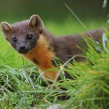 pine marten Pine Martin