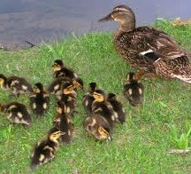 water hen Water hen