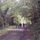 Woodlawn Forestry