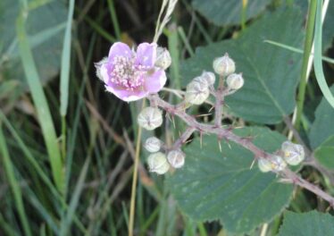 Blackberry Flowers | Catherine Seale