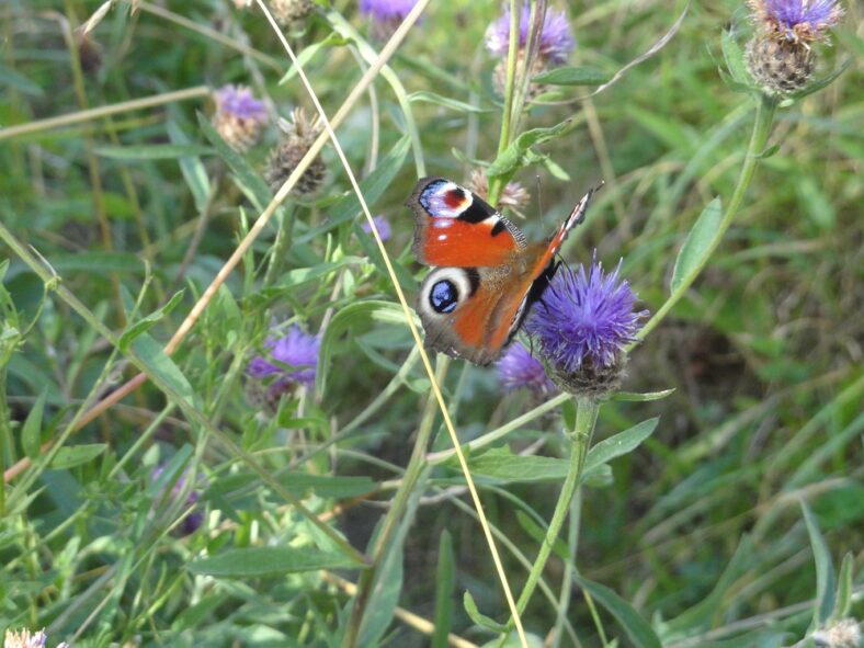 Red butterfly with white ringlet on each wing | Catherine Seale
