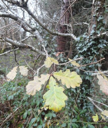 oak leaf in Woodlawn Woods | Catherine Seale