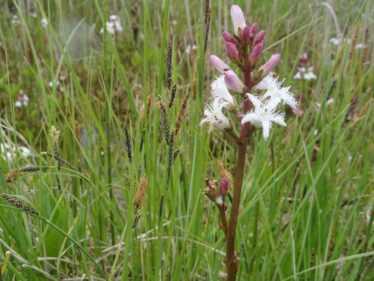 Bogbean | Catherine Seale