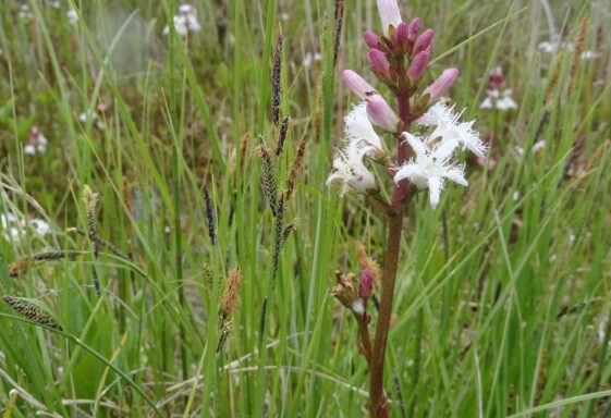 Wildlife - Peatlands