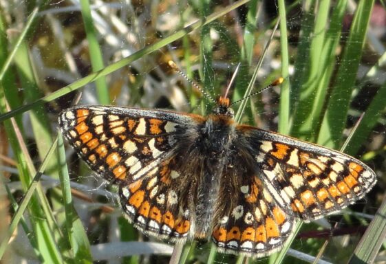 Marsh Fritillary