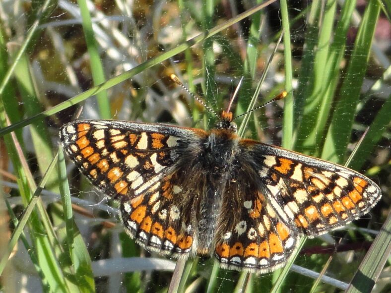speckled orange white black winged insect in greenery | Catherine Seale
