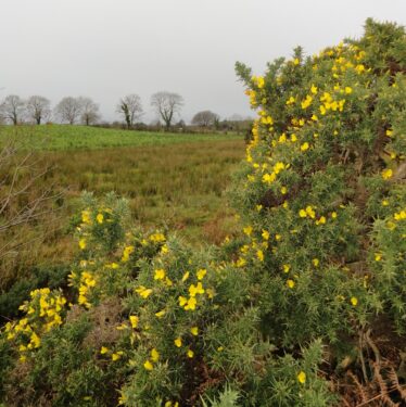 Furze, also known as gorze and whin bushes. | Catherine Seale