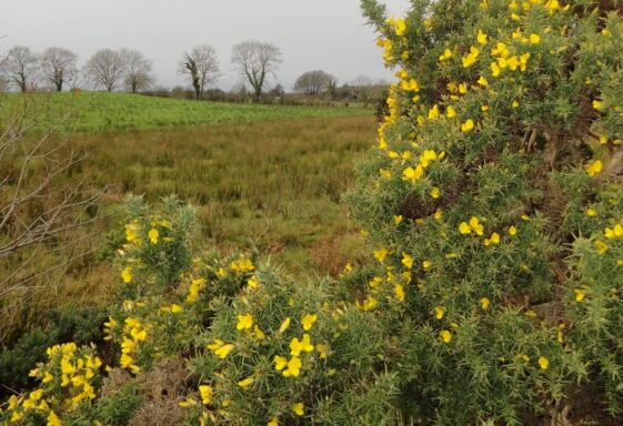 Wildlife - Farmlands
