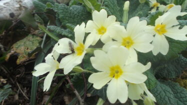 Pale yellow flower with deep yellow centre | B. Doherty