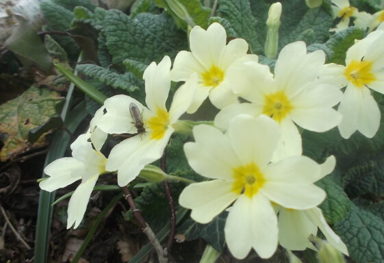 Primroses