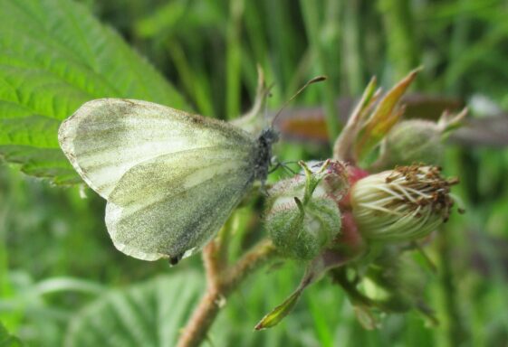 Real's Wood White