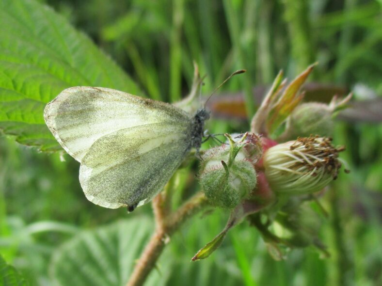 Real's Wood White | Catherine Seale