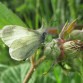 Real's Wood White