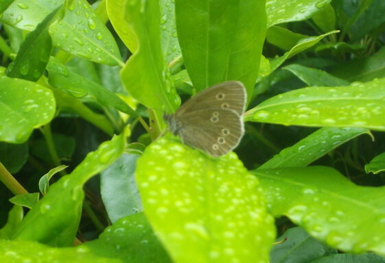 Ringlet Butterfly