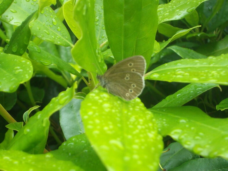 Ringlet Butterfly  | B. Doherty