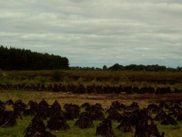 Turf in bog in Woodlawn 2006 | Vincent Mitchell