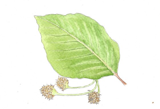 Beech