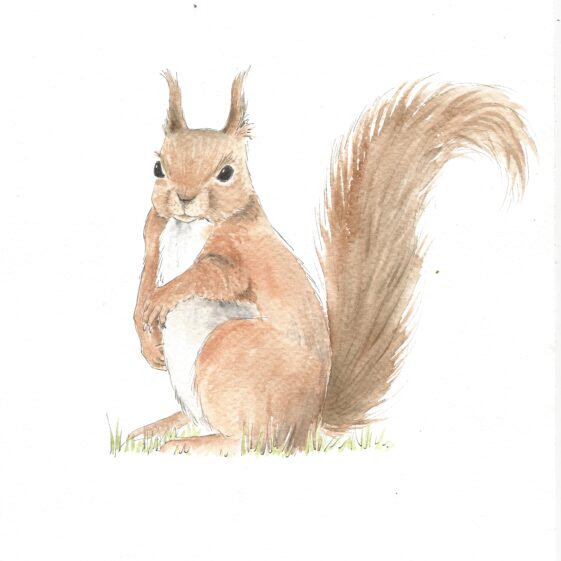 Red Squirrel | Carrie O' Sullivan