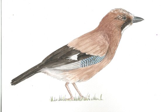 Jay