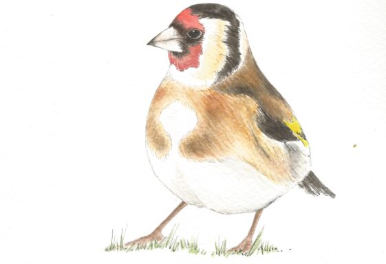 Goldfinch