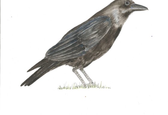 Raven 