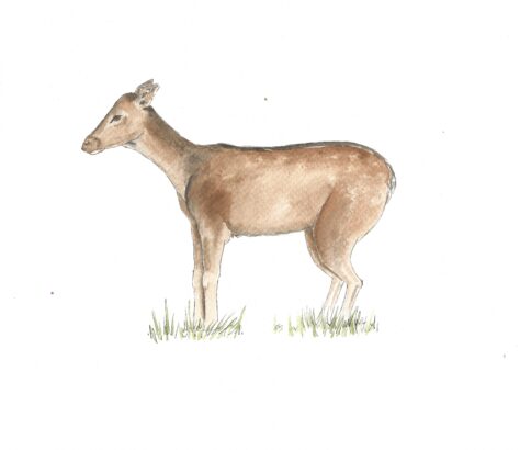 Fallow Deer 