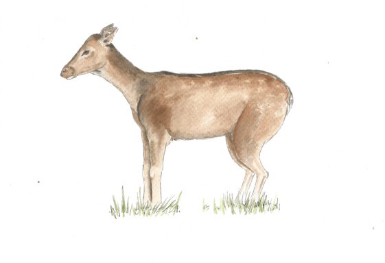 Fallow Deer 