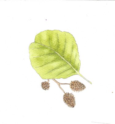 Green rounded leaf, indented tip, with brown seedlings | Carrie O' Sullivan